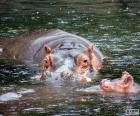 Бегемоты в воде